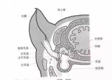 狗狗常见四种耳道疾病的预防和治疗？