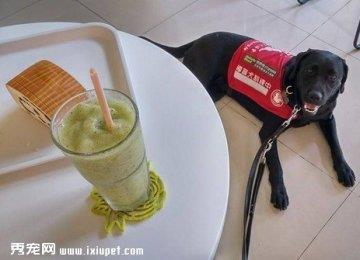 盲人训练导盲犬的经验分享