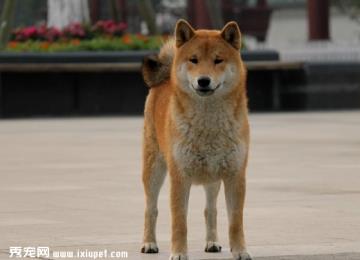 柴犬不听话怎么办？如何训练柴犬更听话