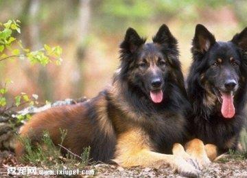 马利诺斯犬标准特征_饲养难度_训练方法_多少钱一只【图】