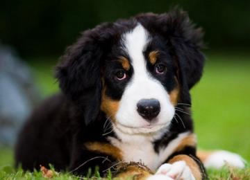 解决伯恩山犬便秘的良方