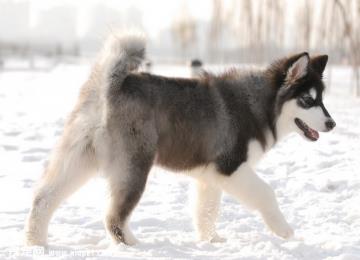 训练宠物阿拉斯加犬按时叫醒主人