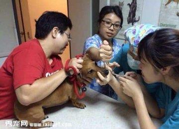 腊肠犬打喷嚏流鼻血的元凶竟是水蛭