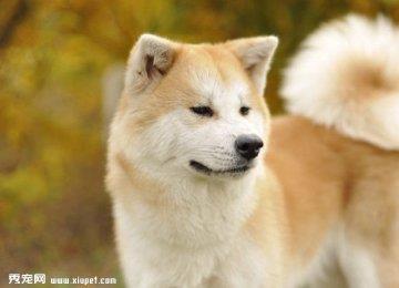 秋田犬家庭训练事项