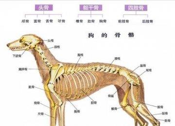狗狗骨骼系统结构及生长发育