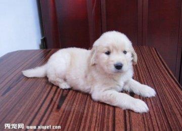 金毛犬仆人怎么办？金毛犬仆人训练方法