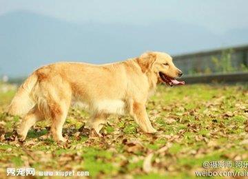 金毛好训练吗？训练金毛犬的七大原则