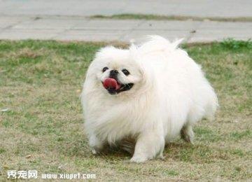 北京犬的常见疾病有哪些该如何防治？