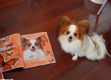 蝴蝶犬脱毛怎么办？蝴蝶犬脱毛的原因及治疗方法