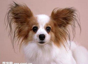 蝴蝶犬怎么养？蝴蝶犬吃什么狗粮好？