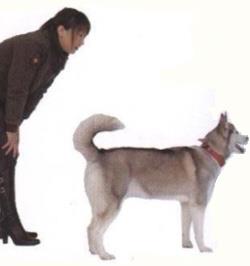 【狗狗训练四】宠物狗狗名字回应训练方法