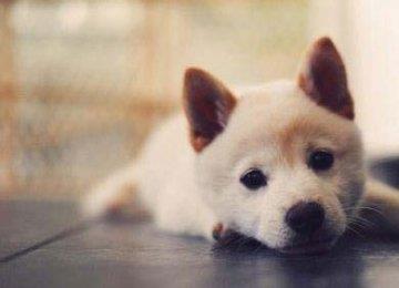 【弓形虫检查】狗狗弓形虫病怎么检查及弓形虫病的预防方法