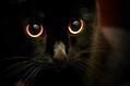 玄猫和孟买猫哪个好?玄猫和孟买猫的区别!