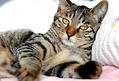 猫能吃的水果有哪些?哪些水果对猫咪很健康!