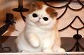 大脸猫有哪些品种?大脸猫品种选择!