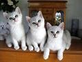 波米拉猫吃什么?波米拉猫的饲养方法!