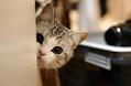 猫咪发出咕噜声,猫咕噜咕噜叫是什么意思?