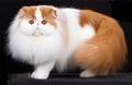 波斯猫怎么养?波斯猫饲养方法!