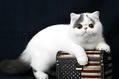 猫咪生了小猫后奶水不足怎么办?如何给新生猫咪喂食?