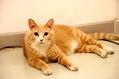 橘猫是什么品种的猫?多少钱一只?