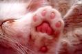 猫爪和狗爪印有区别吗?如何区分?
