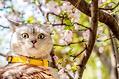 通过哪些方面可以让猫咪快点发腮呢?养猫新手参考!