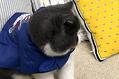 怎么才能让猫咪养成良好的习惯?纠正猫咪坏习惯!