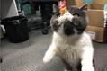 猫咪在家具上磨爪子怎么办?一分钟教你搞定猫乱磨爪子!