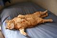 猫咪不爱洗澡怎么办?猫咪要经常洗澡吗?