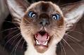 得了猫鼻支的猫咪是不是会流眼泪?一个合格的铲屎官必看!