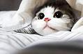 猫咪眼睛经常发炎是什么原因?如何治疗?