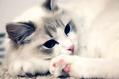 布偶猫有哪些遗传性的疾病?猫猫常见遗传性!