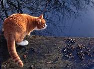 猫咪免疫接种后的不良反应及应对措施,爱猫必看!