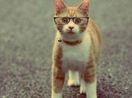 引起猫咪眼睛变红的原因有哪些?千万别耽误!