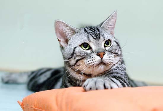 如何制止宠物猫上饭桌?别养成猫咪的坏习惯!