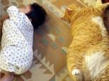 如何培养猫咪的作息时间?让它不要再半夜跑酷了!
