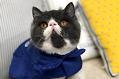猫咪为什么可以长时间不眨眼睛?你绝对不知道!