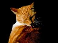 浅谈猫咪的昆虫过敏,猫咪皮肤病!