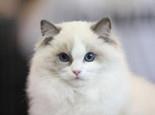 家里的母猫乱撒尿该怎么办?又该怎样解决?