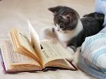 猫咪可以喝牛奶吗?养猫常识全攻略!