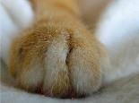 如何从猫爪下拯救沙发,让猫咪不再抓沙发!