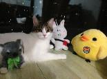 如何培养你的猫咪成为社交高手?培养小猫的社交行为!