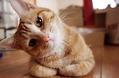 新手养猫有哪些需要注意的地方?新手养猫注意事项!