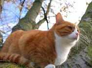 猫咪会过敏吗?浅谈猫咪的昆虫过敏症!