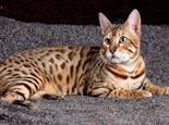 带猫咪登山的训练技巧,猫咪训练!