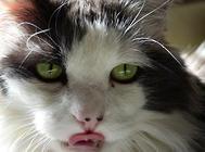 适宜猫咪的安神开窍药,猫咪健康!