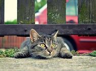 猫咪也能测血压了,给猫咪测血压的方法及意义!