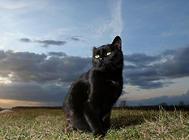 怎么给猫咪驱虫?猫咪驱虫指南!