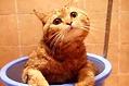 猫咪除了吃猫粮需要额外的补充营养吗?猫咪每天所需的营养!