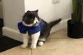 被猫咪抓伤了怎么办?被猫抓破的处理方法!
